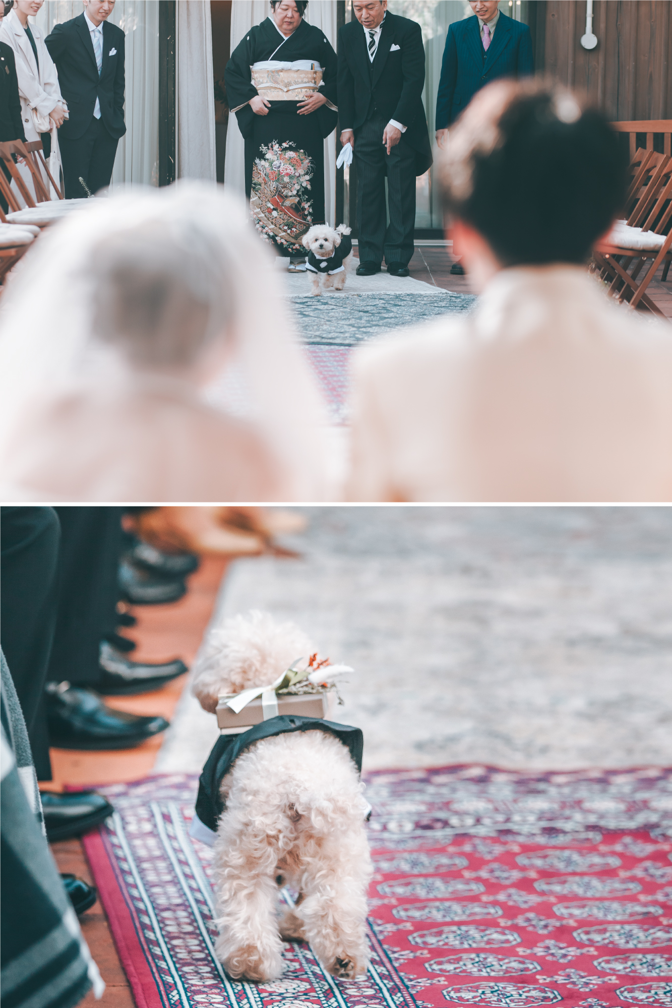 リングドッグ　ペット婚